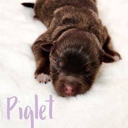 Piglet - Red tri female Miniature Australian Shepherd puppy in Mc Alester, Oklahoma from Angel's Aussies