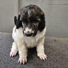 Blaze - Brindle male Poodle puppy in Patterson, California from Paterson Poodles