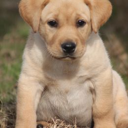 Boykin Spaniel and Labrador Retriever Puppies from Triple Creek Kennel