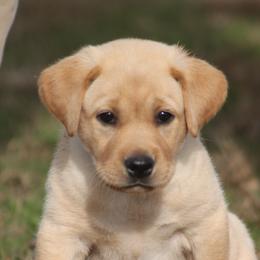 Boykin Spaniel and Labrador Retriever Puppies from Triple Creek Kennel