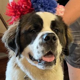 Oscar - Saint Bernard