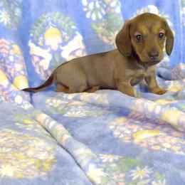 Bo - Red male Dachshund puppy in Albertville, Alabama from Jana Rae's