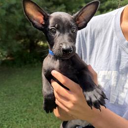 Titan - Black brindle male Dutch Shepherd puppy in Watertown, Connecticut from APACHEK9