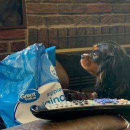 Cavalier King Charles Spaniel All Grown Up from Killian Kennels