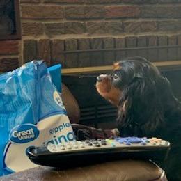 Cavalier King Charles Spaniel All Grown Up from Killian Kennels