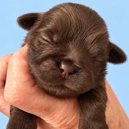 Briggs - Chocolate male Shih Tzu puppy in Tallahassee, Florida from Bows and Bow Ties