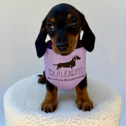 Quorra - Black and tan female Dachshund puppy in Royse City, Texas from Truehearted Miniature Dachshunds