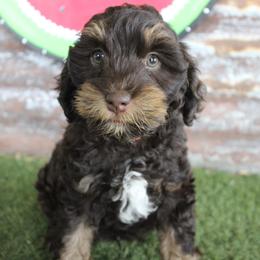 Red collar  Tango - Chocolate male Australian Labradoodle puppy in Provo, Utah from EllsWORTH Labradoodles LLC