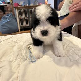 Girl 2 - female Saint Berdoodle puppy in Walbridge, Ohio from Jeff's St Berdoodles