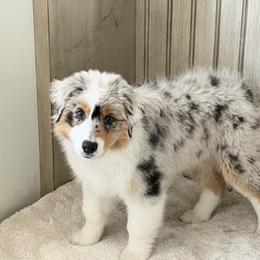Australian Shepherd Puppies from Shawnkara Australian Shepherds & Miniature American Shepherds