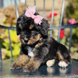 Foxtrot - Phantom female Bernedoodle puppy in Bowling Green, Ohio from FDF Pyredoodles & Bernedoodles