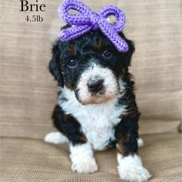 Brie - Tri-color female Bernedoodle puppy in Comanche, Texas from Central Texas Doodles, LLC.