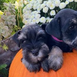 Miniature Schnauzers from Faith Farm Miniature Schnauzers
