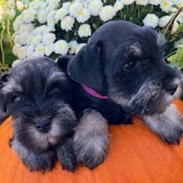 Miniature Schnauzers from Faith Farm Miniature Schnauzers
