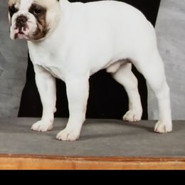 Danny - French Bulldog