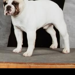 Danny - French Bulldog