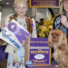 Cavalier King Charles Spaniels from Karen Spencer