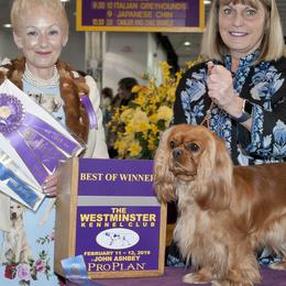 Cavalier King Charles Spaniels from Karen Spencer