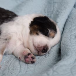 Australian Shepherd Puppies from Indigo Grove Aussies