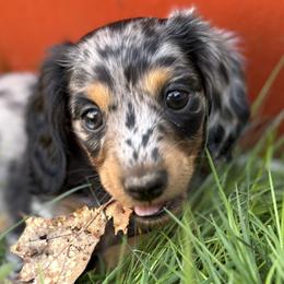 Dachshunds from MC Mini Doxies