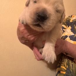 Golden Retriever Puppies from Goldilocks Golden Retrievers