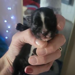 Bear - Liver male Shih Tzu puppy in Willard, Utah from Shih-tzu Queen