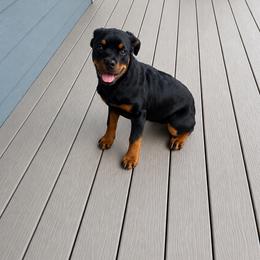 Etta - Black and mahogany female Rottweiler puppy in Parker, Colorado from Denver Rotties