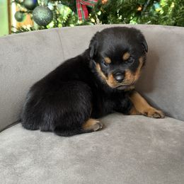 Orange girl - Black and mahogany female Rottweiler puppy in Auburn, California from Vom Haus Flores
