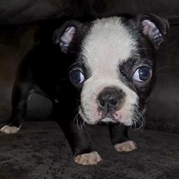Boy 3 - Black and white male Boston Terrier puppy in Harrodsburg, Kentucky from Joey's Boston Terriers