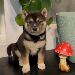 Rosetta - Black and tan female Shiba Inu puppy in Las Vegas, Nevada from GBs Shiba Inu's
