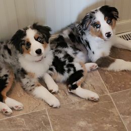 Miniature American Shepherds from Amazing Grace Miniature American Shepherds