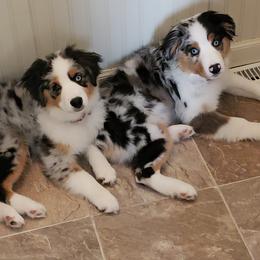 Miniature American Shepherds from Amazing Grace Miniature American Shepherds