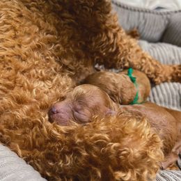 Poodle Puppies from Lil’ Beans and Lil’ Bits