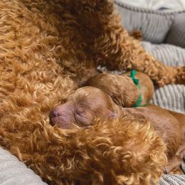 Poodle Puppies from Lil’ Beans and Lil’ Bits