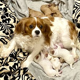Bernedoodle and Cavapoo Puppies from Sugar Doodles Pups