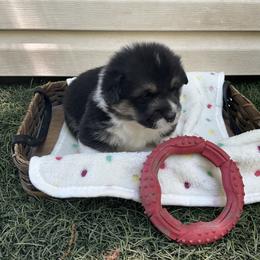 Freddy - Black and tan male Pembroke Welsh Corgi puppy in Morgantown, Pennsylvania from GoldStar Corgis (License Number 18519)