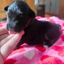 Margarita - Black tri female Miniature American Shepherd puppy in New Providence, Pennsylvania from Tons of Kisses