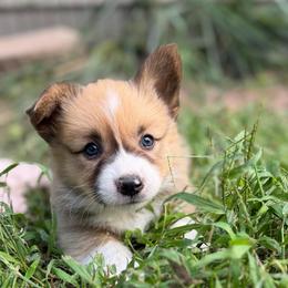 Forrest - Sable male Pembroke Welsh Corgi puppy in Axtell, Nebraska from Lost Creek Corgis
