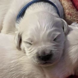 Boy 1 - Golden Retriever puppy from Golden Hearts Ranch English Cream Retrievers