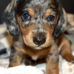 West AKC - Dapple male Dachshund puppy in De Land, Florida from Pretty Painted Mini Doxies