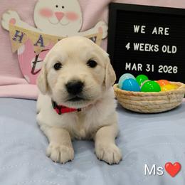 Red collar girl - Light golden female Golden Retriever puppy in Rochester, Washington from Grand Mound Goldens