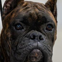 Boxers from RayJen Cajun Boxers