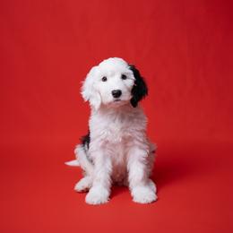 BJ - Black and white male Sheepadoodle puppy in Los Angeles, California from Exquisite Doodles