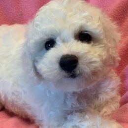 Pink Collar Female - Bichon Frise puppy from ACC Ranch