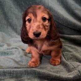 Chewbacca - Dapple male Dachshund puppy in Tacoma, Washington from SunChime