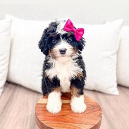 Female 0764 - Tri-color female Bernedoodle puppy in Ormond Beach, Florida from Florida Coast Doodles