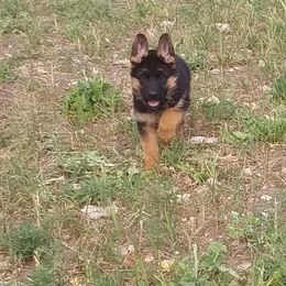 German Shepherd Puppies from Vom Wilke Kennels