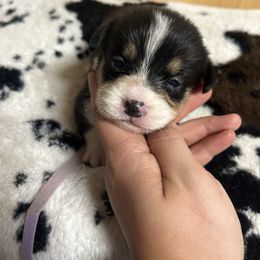 Girl 1 - White and black female Pembroke Welsh Corgi puppy in Elberton, Georgia from Lonesome Boone Corgis