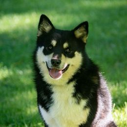 Milo - Lapponian Herder
