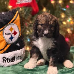 Georgia - Tri-color female Bernedoodle puppy in Phelan, California from PuppyPaws4U